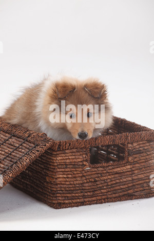 Chiot, sheltie, 10 semaines |Sheltie, Welpe, 10 Wochen Banque D'Images