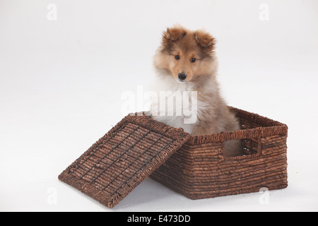 Chiot, sheltie, 10 semaines |Sheltie, Welpe, 10 Wochen Banque D'Images