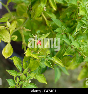 Selective focus on the red Bhut Jolokia piment, poivre les plus chauds dans le monde. Banque D'Images