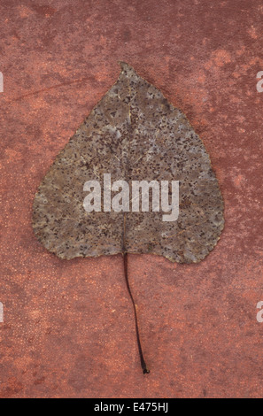 Des feuilles d'automne ou de peuplier noir Populus nigra arbre avec taches fongiques noir couché sur rough brown board Banque D'Images