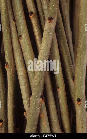 Les rameaux ou tiges ligneuses épaisses de frêne commun Fraxinus excelsior ou arbre couché dans heap Banque D'Images