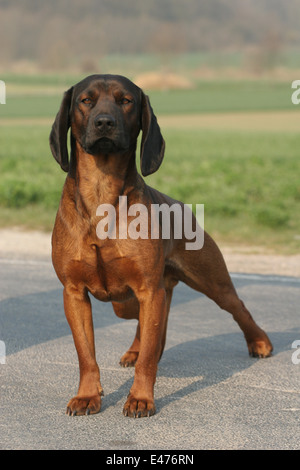 Chien de Montagne bavaroise Banque D'Images