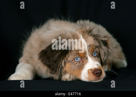 Chiot Berger Australien miniature Banque D'Images