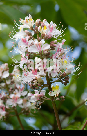 Inflorescence de le marronnier des Indes, Aesculus indica Banque D'Images