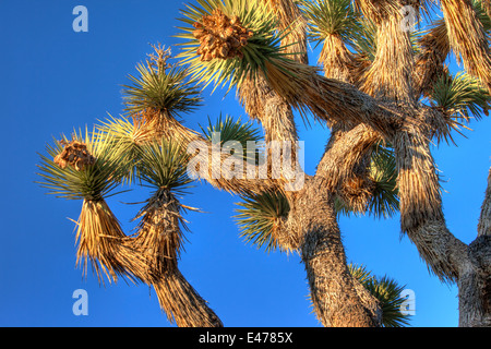 Joshua Tree, Joshua Tree National Park, Californie USA Banque D'Images
