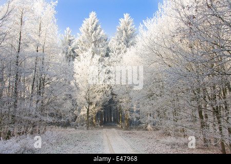 Sentier solitaire à travers une forêt enneigée avec le soleil brillant à l'arbres Banque D'Images