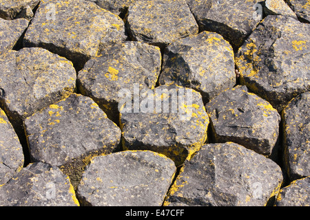 Gros rochers basaltiques recouvertes de mousse jaune à la côte néerlandaise Banque D'Images