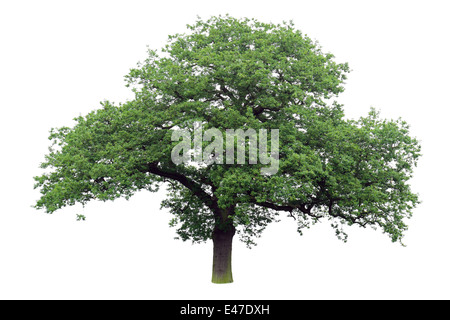 Seul Arbre de chêne avec des feuilles vertes isolé sur fond blanc Banque D'Images