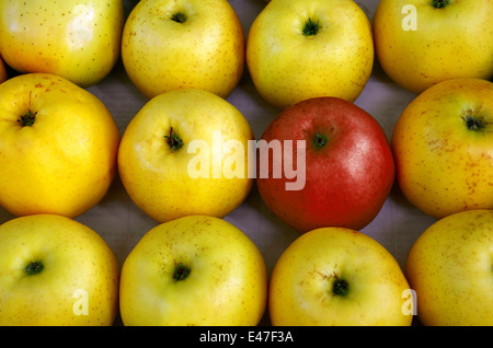 Rangées de pommes jaune close-up avec une pomme rouge dans le milieu Banque D'Images