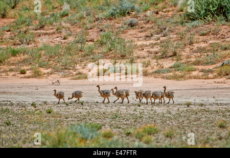 Les poussins, autruche Struthio camelus, Kgalagadi Transfrontier Park, Kalahari, Afrique du Sud, Botswana, Africa Banque D'Images