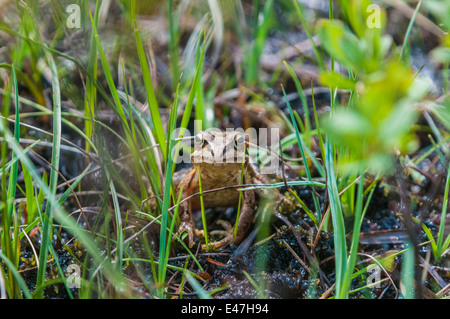 Grenouille Rousse, Rana temporaria, regardant la caméra en herbe humide dans Inverianvie Glen, Ecosse Banque D'Images