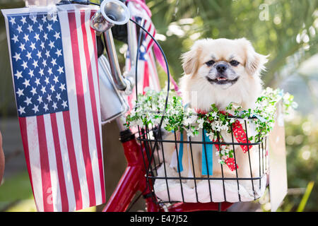 Un chien balade en vélo panier décoré dans flags au cours de l'I'indépendance de la communauté sur Day Parade le 4 juillet 2014 à Mt Pleasant, Caroline du Sud. Banque D'Images