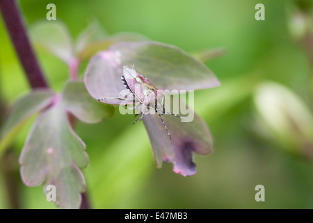 Dolycoris baccarum. Sur un Shieldbug poilue Aquilegia plante. Banque D'Images