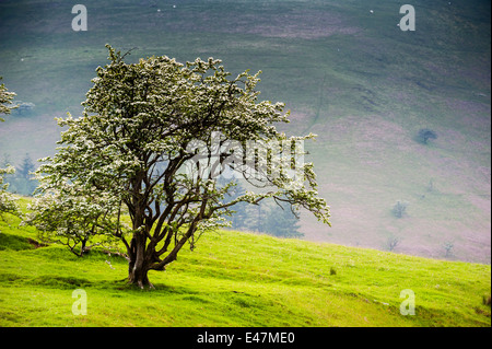 Un hawthorne (Crataegus monogyna) tree blossoming en mai printemps, vallée de l'Ystwyth Ceredigion, pays de Galles UK Banque D'Images