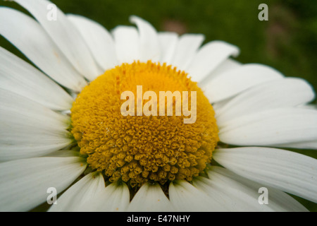 Close up de DAISY. Banque D'Images