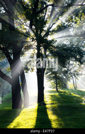 Arbre dans le parc Banque D'Images