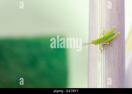 Grasshopper Banque D'Images