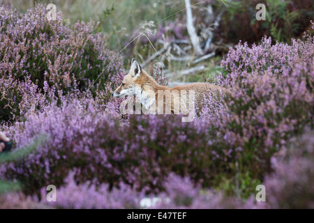 Le renard roux Vulpes vulpes marche à travers Heather Banque D'Images