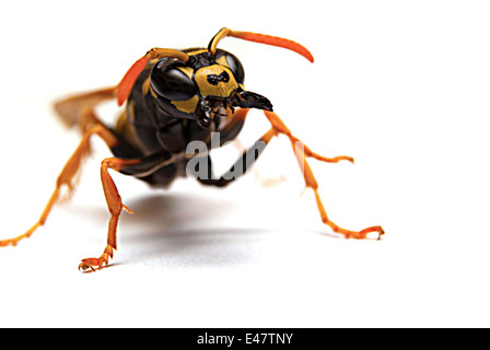 Attaque Wasp avec la bouche ouverte ou mandibules sur fond blanc macrophotographie Banque D'Images