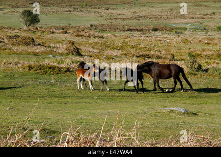 Poneys Dartmoor, des Juments et Poulains sur le foin, tor crèche poulain chevaux sauvages et sur la lande, d'espaces ouverts Banque D'Images