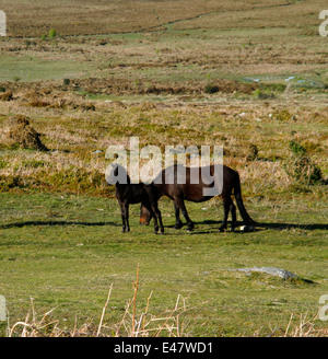 Poneys Dartmoor, des Juments et Poulains sur The Haytor bas, carré photo d'un petit bébé magnifique poulain et sa maman de pâturage Banque D'Images