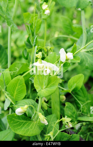 Bush de pois avec des fleurs et des jeunes de plus en plus de zone Banque D'Images