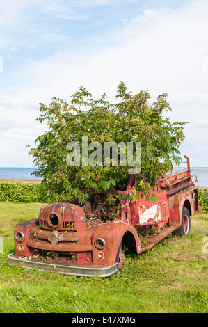 Arbre qui pousse dans ancienne red fire truck moteur l'archipel Haida Gwaii, en Colombie-Britannique, British Columbia, canada. Banque D'Images