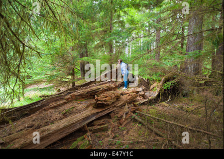 Femme randonnée dans la forêt tropicale du parc provincial Naikoon, Haida Gwaii, îles de la Reine-Charlotte, Colombie-Britannique, Canada.(M.) Banque D'Images