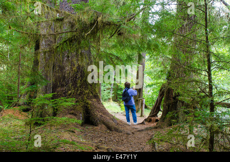 Femme randonnée dans la forêt tropicale du parc provincial Naikoon, Haida Gwaii, îles de la Reine-Charlotte, Colombie-Britannique, Canada.(M.) Banque D'Images