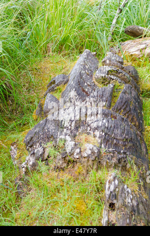 Les Totems Skedans, K'uuna Llnagaay, village des Premières nations anciennes ruines, l'île Graham, l'archipel Haida Gwaii, en Colombie-Britannique, Canada. Banque D'Images