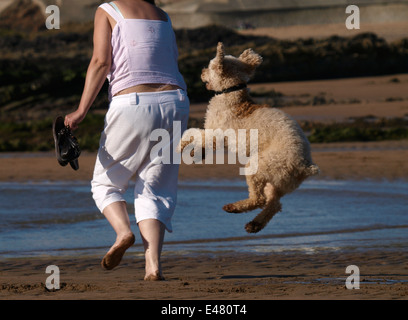 Labradoodle chien propriétaire et jouer sur la plage, Bude, Cornwall, UK Banque D'Images