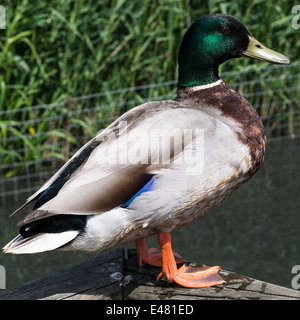 Canard colvert mâle perché sur une clôture par eau à Fairburn Ings West Yorkshire Angleterre Royaume-Uni UK Banque D'Images