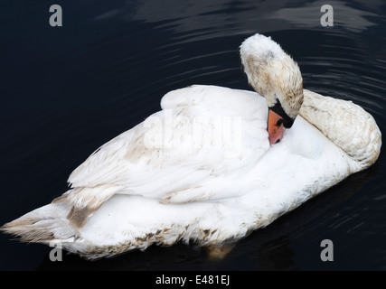 Un homme adulte Cygne Muet se lissant ses plumes sur l'eau à Fairburn Ings près de Castleford West Yorkshire Angleterre Royaume-Uni UK Banque D'Images