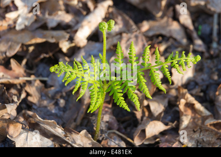 Large immatures buckler, fougère Dryopteris dilatata, récemment apparue sur sol de la forêt. Banque D'Images