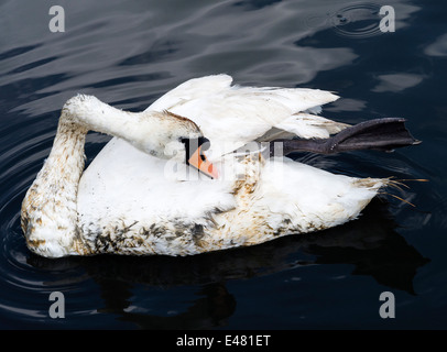 Un homme adulte Cygne Muet se lissant ses plumes sur l'eau à Fairburn Ings près de Castleford West Yorkshire Angleterre Royaume-Uni UK Banque D'Images