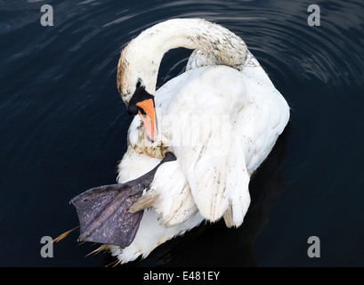 Un homme adulte Cygne Muet se lissant ses plumes sur l'eau à Fairburn Ings près de Castleford West Yorkshire Angleterre Royaume-Uni UK Banque D'Images