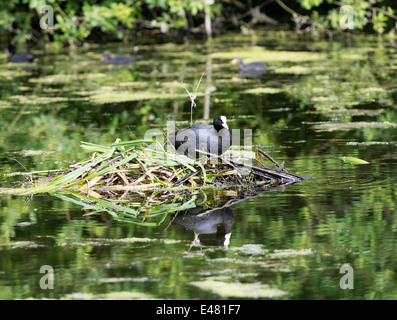 Une Foulque sur son nid dans un étang à Fairburn Ings près de Castleford West Yorkshire Angleterre Royaume-Uni UK Banque D'Images