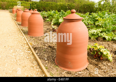 Des pots pour forcer la rhubarbe, Rheum rhabarbarum, faite à partir de la terre cuite. Banque D'Images