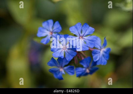 Ceratostigma willmottianum Plumbaginaceae Banque D'Images