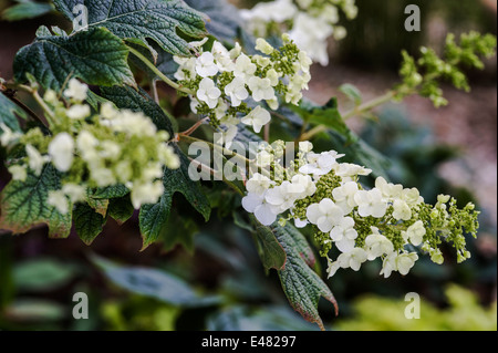 L'Hydrangea quercifolia Snow Queen Banque D'Images