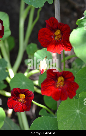 Fleurs : capucine Tropaeolum majus, avec l'ouverture des bourgeons, centre Banque D'Images