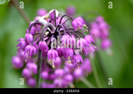 L'Allium cernuum, ornementales fleur d'oignon Banque D'Images