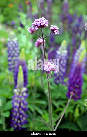 Verveine bonariensis en fleur avec lupin gallery derrière bleu Banque D'Images