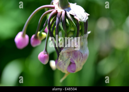 Fleur d'Allium cernuum (ornementales oignon) sortir de son fourreau,(certains fixés) au début de l'été Banque D'Images