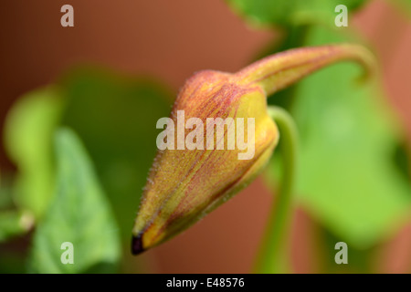 Fleurs : capucine Tropaeolum majus Banque D'Images