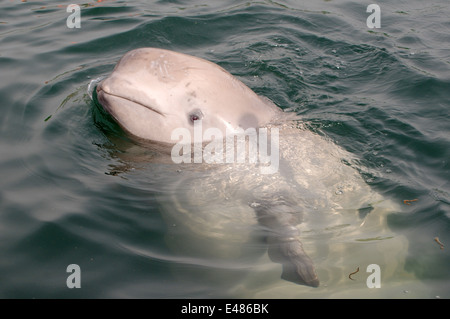 Jeune béluga ou béluga (Delphinapterus leucas) Mer du Japon, Extrême-Orient, Primorye, Primorsky Krai, Russie Banque D'Images