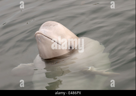 Jeune béluga ou béluga (Delphinapterus leucas) Mer du Japon, Extrême-Orient, Primorye, Primorsky Krai, Russie Banque D'Images