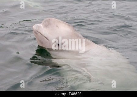 Jeune béluga ou béluga (Delphinapterus leucas) Mer du Japon, Extrême-Orient, Primorye, Primorsky Krai, Russie Banque D'Images