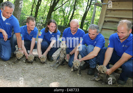 Arneham, aux Pays-Bas. Le 4 juillet 2014. Six jeunes guépards sont vendredi 4-7-2014 ébréché, sexés (sexe) et vermifugés dans Zoo Burger dans la ville néerlandaise d'Arnhem. C'est la première fois dans le zoo d'Arnhem qu'un guépard sextolets-est née. Normalement, ces deux prédateurs jusqu'à cinq jeunes. Un six pack est totalement unique dans un zoo. Il montre qu'il y a trois garçons et trois filles. Les animaux sont nés le 24 mai, mais l'interruption de décrochage reste les premières semaines peut conduire à la mort des chatons. C'est pourquoi le vendredi est choisi pour les procédures médicales. Très spéciale, c'est que les sextolets Banque D'Images