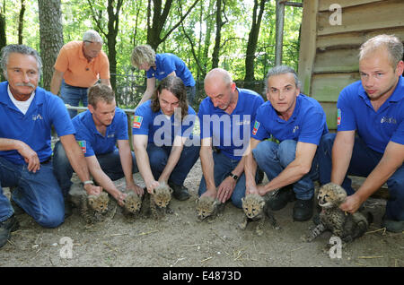 Arneham, aux Pays-Bas. Le 4 juillet 2014. Six jeunes guépards sont vendredi 4-7-2014 ébréché, sexés (sexe) et vermifugés dans Zoo Burger dans la ville néerlandaise d'Arnhem. C'est la première fois dans le zoo d'Arnhem qu'un guépard sextolets-est née. Normalement, ces deux prédateurs jusqu'à cinq jeunes. Un six pack est totalement unique dans un zoo. Il montre qu'il y a trois garçons et trois filles. Les animaux sont nés le 24 mai, mais l'interruption de décrochage reste les premières semaines peut conduire à la mort des chatons. C'est pourquoi le vendredi est choisi pour les procédures médicales. Très spéciale, c'est que les sextolets Banque D'Images